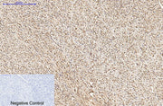 BT LAB manufacturer product image