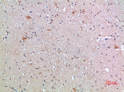 BT LAB manufacturer product image
