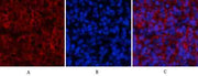 Stat1(Phospho Tyr701) Polyclonal Antibody
