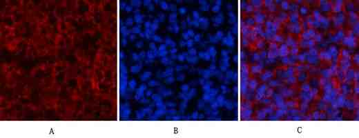 Stat1(Phospho Tyr701) Polyclonal Antibody