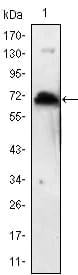 BT LAB manufacturer product image