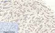 BT LAB manufacturer product image