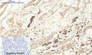 BT LAB manufacturer product image