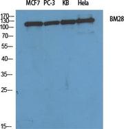 BT LAB manufacturer product image