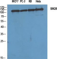 BT LAB manufacturer product image