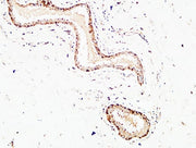 BT LAB manufacturer product image