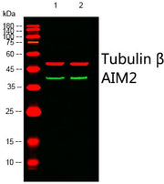 BT LAB manufacturer product image