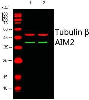 BT LAB manufacturer product image