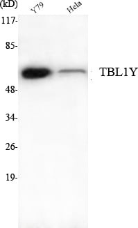 BT LAB manufacturer product image