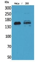 BT LAB manufacturer product image