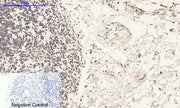 BT LAB manufacturer product image