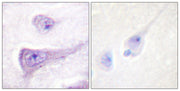 BT LAB manufacturer product image