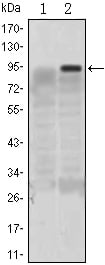 BT LAB manufacturer product image