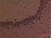 BT LAB manufacturer product image