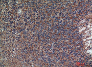 BT LAB manufacturer product image