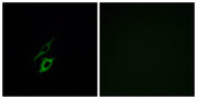 BT LAB manufacturer product image