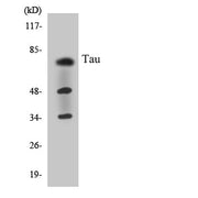 BT LAB manufacturer product image