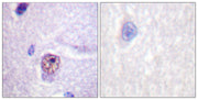 BT LAB manufacturer product image