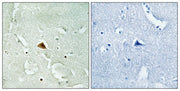 BT LAB manufacturer product image