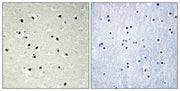BT LAB manufacturer product image