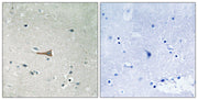 BT LAB manufacturer product image