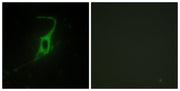 BT LAB manufacturer product image