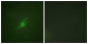 BT LAB manufacturer product image
