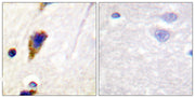 BT LAB manufacturer product image