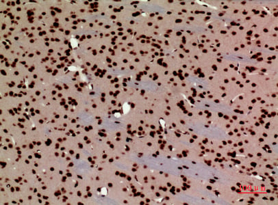 BT LAB manufacturer product image
