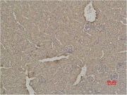 BT LAB manufacturer product image