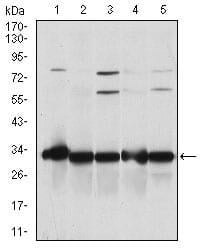 BT LAB manufacturer product image