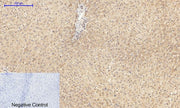BT LAB manufacturer product image