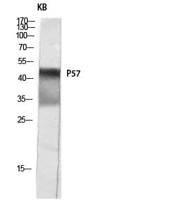 BT LAB manufacturer product image