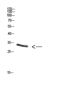 BT LAB manufacturer product image