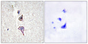 BT LAB manufacturer product image