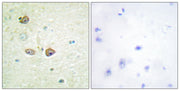 BT LAB manufacturer product image
