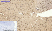 BT LAB manufacturer product image