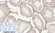BT LAB manufacturer product image