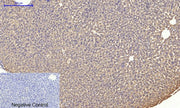 BT LAB manufacturer product image