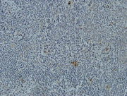 BT LAB manufacturer product image