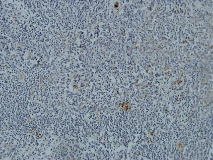 BT LAB manufacturer product image