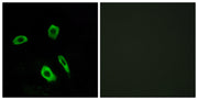 BT LAB manufacturer product image