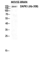 BT LAB manufacturer product image