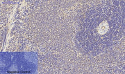 BT LAB manufacturer product image