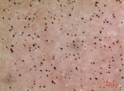 BT LAB manufacturer product image