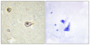 BT LAB manufacturer product image