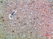 BT LAB manufacturer product image