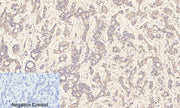 BT LAB manufacturer product image