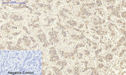 BT LAB manufacturer product image