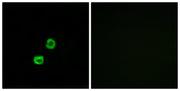 BT LAB manufacturer product image